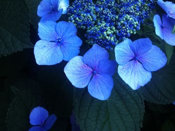 Close-up of purple flowers