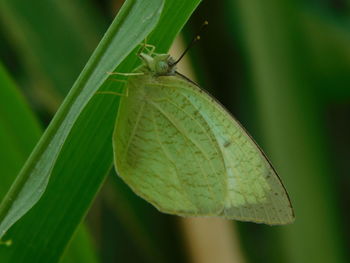 Close-up of butterfly on leaf