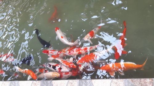 High angle view of koi carps swimming in lake