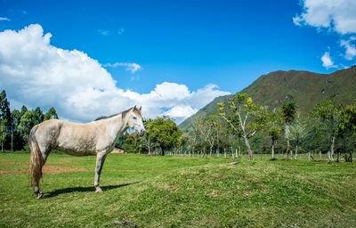 Horses grazing on grassy field