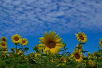 Close-up of yellow flowering plants on field