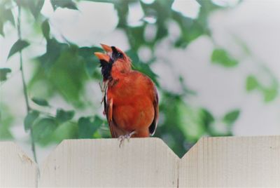 Close-up of bird perching on wood