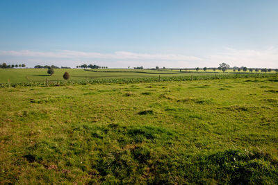 Scenic view of grassy field against sky