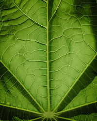 Full frame shot of raindrops on plant leaves