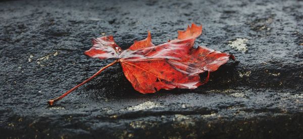 Close-up of maple leaf in water