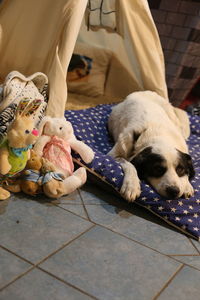 Low section of white dog with toy on floor