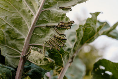 Caterpillar ascia monuste eating cabbage leaves
