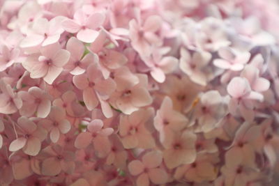 Full frame shot of pink flowering plant