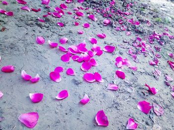 High angle view of pink flowering plants on land