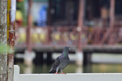 Pigeon, bird, animal,