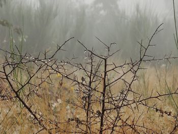 Bare trees on field during foggy weather