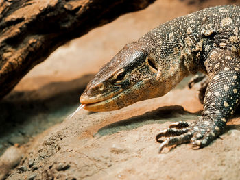 Close-up of lizard on rock