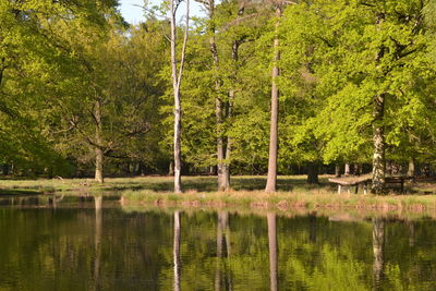 Scenic view of lake by trees against sky