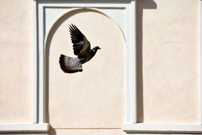 Bird flying against arch