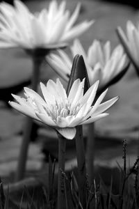 Close-up of white water lily