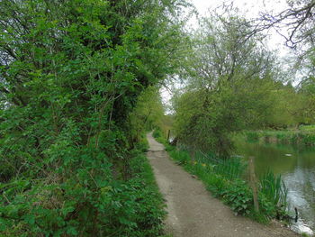 Road amidst trees in forest