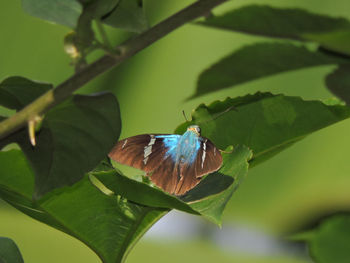 Close-up of insect on leaf