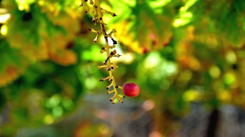 Close-up of berries growing on tree