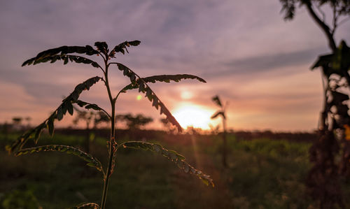 Close-up of silhouette plant on field against sky during sunset