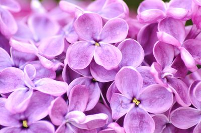 Close-up of pink hydrangea flowers