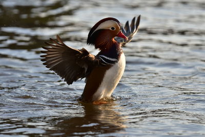 Close-up of a bird