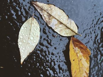 Close-up of wet maple leaf floating on water