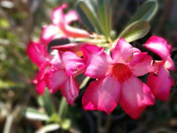 Close-up of pink flowering plant