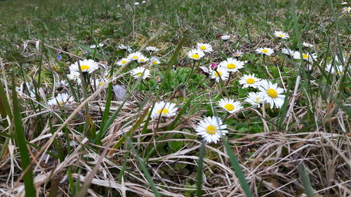 Close-up of white daisy flowers blooming in field