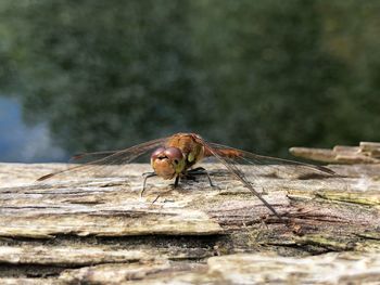 Close-up of insect on rock