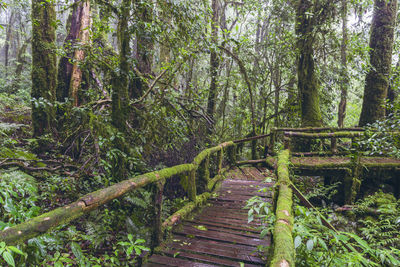 View of wooden footbridge in forest