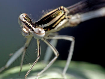 Close-up of insect