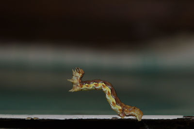 Close-up of a lizard on rock