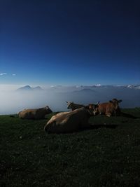 Cows on field against sky