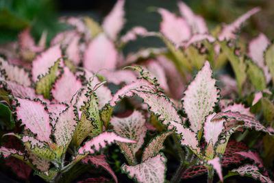 Close-up of purple flowering plant leaves