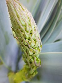 Close-up of green leaf