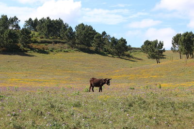 Horses on field against sky