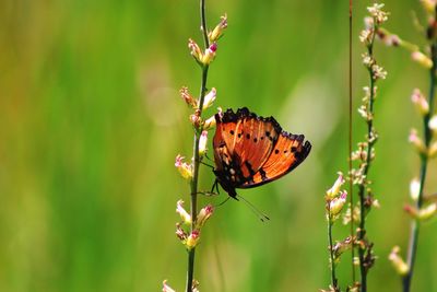 Close-up of butterfly perching on plant