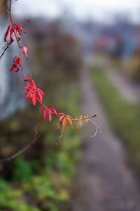 Close-up of red maple leaves during autumn