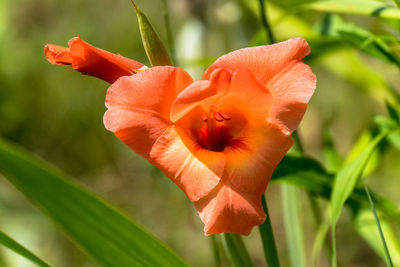 Close-up of red rose flower