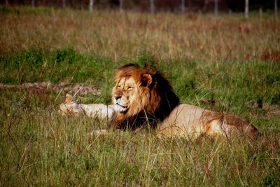 Lion relaxing on grass