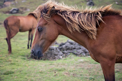 Horse in the field