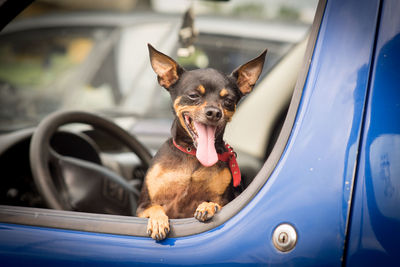 Portrait of chihuahua sticking out tongue in car
