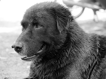 Close-up of a dog looking away
