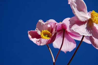 Low angle view of cherry blossoms against clear blue sky