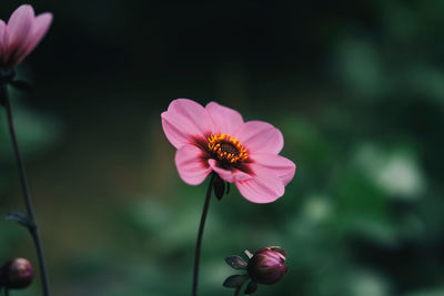 Close-up of pink flower blooming outdoors