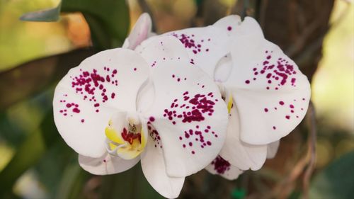 Close-up of fresh pink white flower