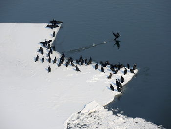 High angle view of cormorants on the snow by the river