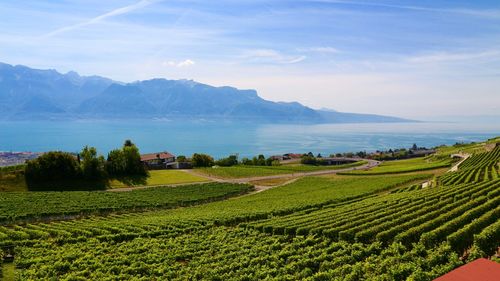 Scenic view of agricultural field against sky