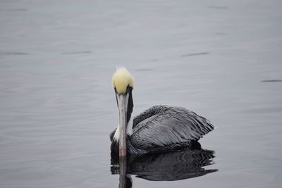 Birds in calm water