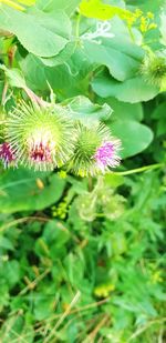 Close-up of purple flowering plant